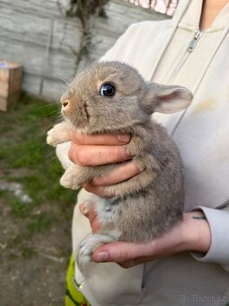 Králíci - 8