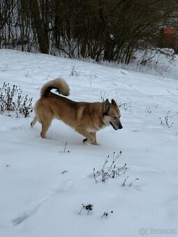 Západosibiřská lajka - 8