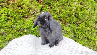 Zakrslý beránek, králíček, králík - ELLA - 8