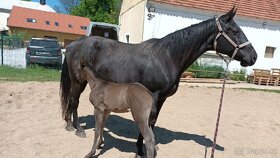 APH paint horse black solid - 8
