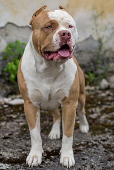 American bully - krytí - 8
