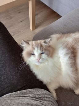 Kocour Ragdoll s PP, 3letý, zdravý, čistotný, mazlivý, kastr - 8