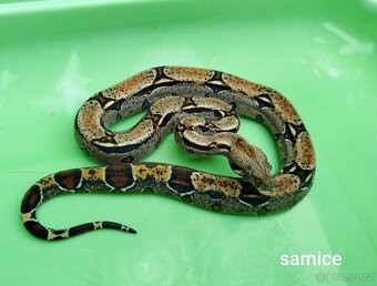 Hroznýš Královský (boa constrictor) - 8