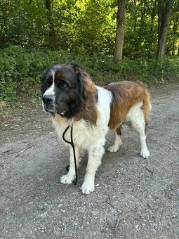 Moskovský strážny pes – šteniatka s PP (Abakter) - 8