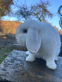 Zakrslý beránek - 8