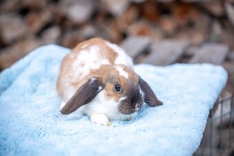 Zakrslý králíčci -  ihned k odběru - 8