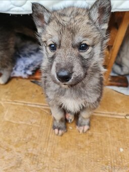 Štěňata československého vlčáka a sibiřského huskyho - 8