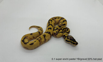 Krajta královská (Python regius) - 8