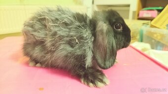 Zakrslý kraličci - 8