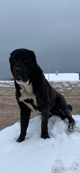 Středoasijský pastevecký pes - SAO - 8