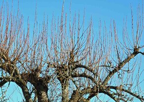 Nastříhané jednoleté větve jabloně - 8