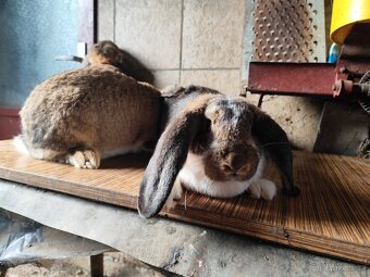 Francouzský beran - 8