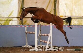 Conquistador x Cassini' s Son, TOP-charakter - 8