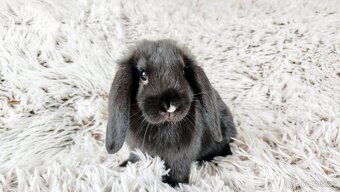Zakrslý beránek, králík, králíček - PEGGY - 8