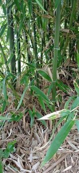 Prodam bambus Phyllostachys atrovaginata - 8