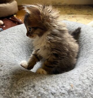 Maine coon mačiatka - 8