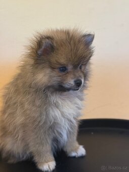 Pomeranian - 8