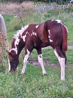 Nabízím připouštění plemeným hřebcem APH - 8