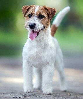 Jack Russell teriér – 4 fenky + 2 pejsci s PP k rezervaci - 8