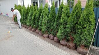 Tuja Smaragd, vavrínovec, červienka - Hodonin - 8