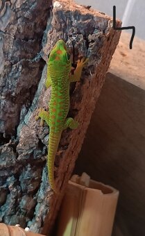 felsuma madagaskarská (Phelsuma madagascariensis) - 8