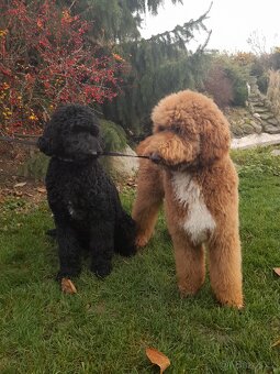 Pudl velký ( královský) štěňata bez pp - 8