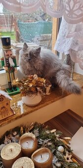 Britská koťátka - 8