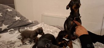 Prodám štěňata pražský krysarik - 8