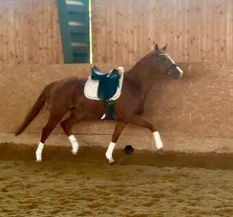 Sleva 5letý valach - 8