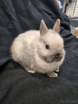 Mláďata zakrslých králíků - 8