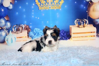 biewer terier s PP jorkšírský - 8