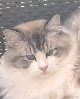 Kočičky ragdoll s PP - 8