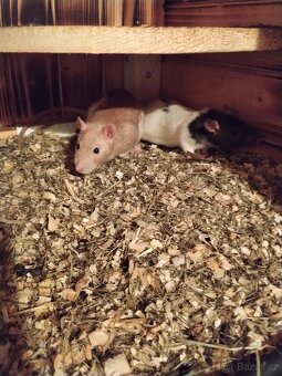 Prodám potkany 🐀🐀 - 8