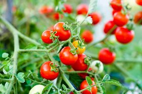 Divoká rajčata - různé druhy - semena - 8