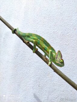 chameleon jemenský, terárium - 8