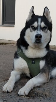 Sibiřský husky bez PP - poslední 3 kluci - 8