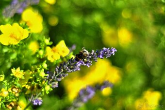 Carl Zeiss Biotar 2/58mm punc 1Q M42 TOP STAV - 8