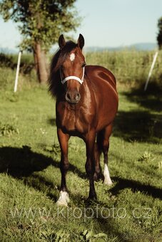 klisna Welsh pony of cob type - 8
