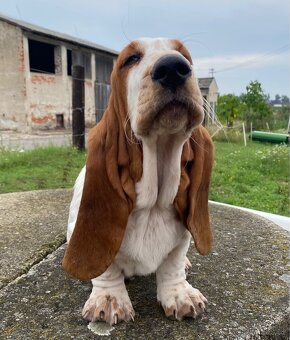 Basset Hound štěňátka s PP - 8