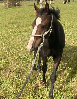 75% appaloosa hřebeček - 8