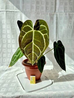 Anthurium Crystallinum Sametové srdce - 8