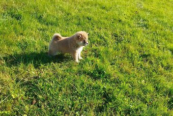 Štěňátka Shiba inu - 8