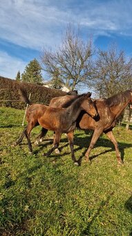 Furioso klisnička - 8