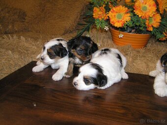 Biewer Yorkshire Terrier - barevný jorkšír - 8