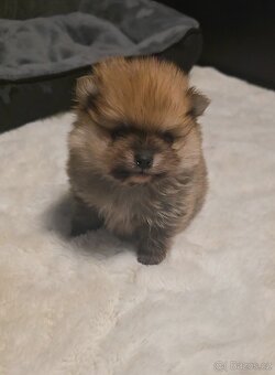 Štěňata pomeraniana - 8
