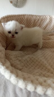 Britská kočička  s PP - 8