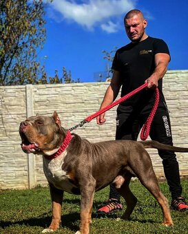 Krytí AmericanBully XXL - 8