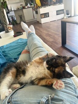 maciatka Maine coon/ mainske myvalie s PP - 8