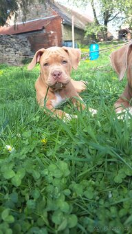 American Bully standard - k odběru - 8