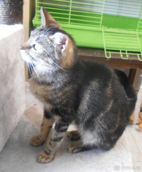 Droboučká mramorovaná, mazlivá 11měsíční Pepinka - 8